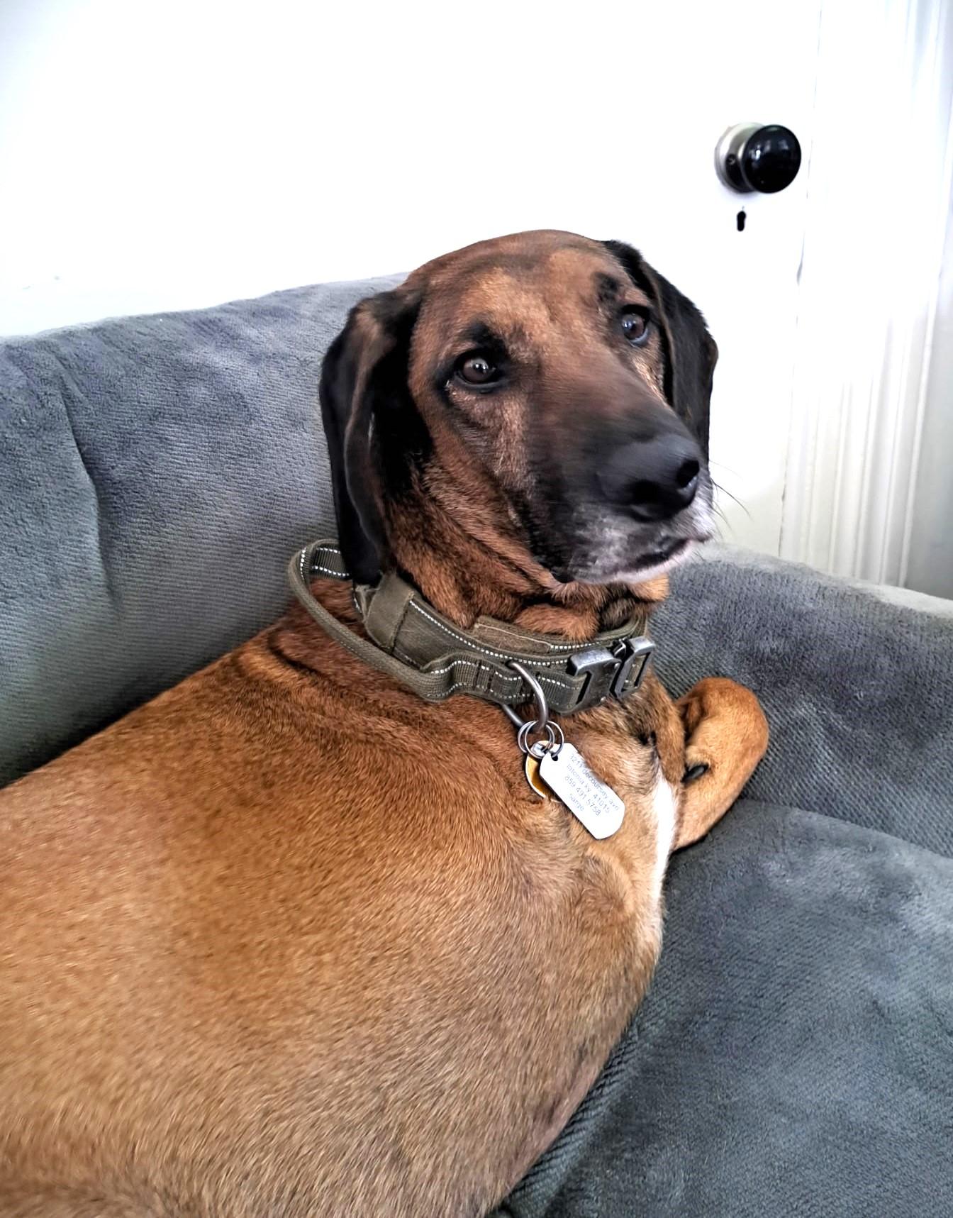 Enlarge Sarge - Tripod, a Adoptable Redbone Coonhound in North Bay, ON image 1/3