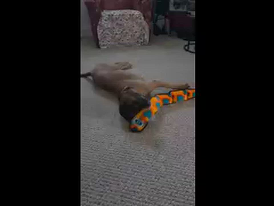 Enlarge Sarge - Tripod, a Adoptable Redbone Coonhound in North Bay, ON video 3/3
