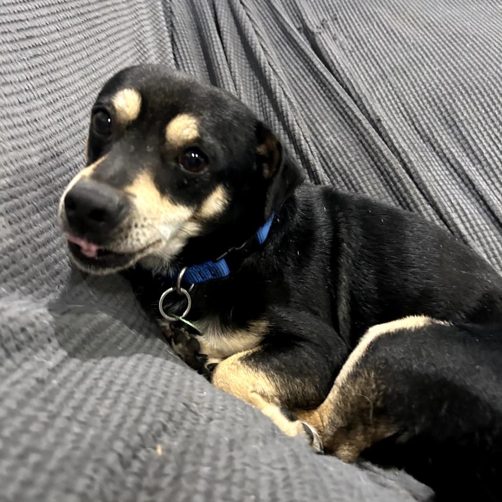 Enlarge Dusty, a Adoptable mixed breed in New Orleans, LA image 2/6