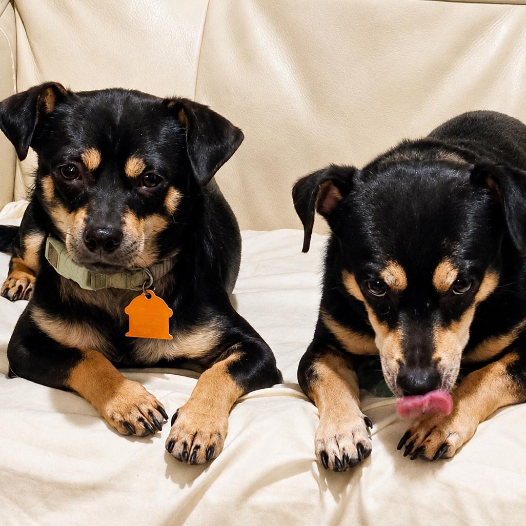 Enlarge Dusty, a Adoptable mixed breed in New Orleans, LA image 3/6