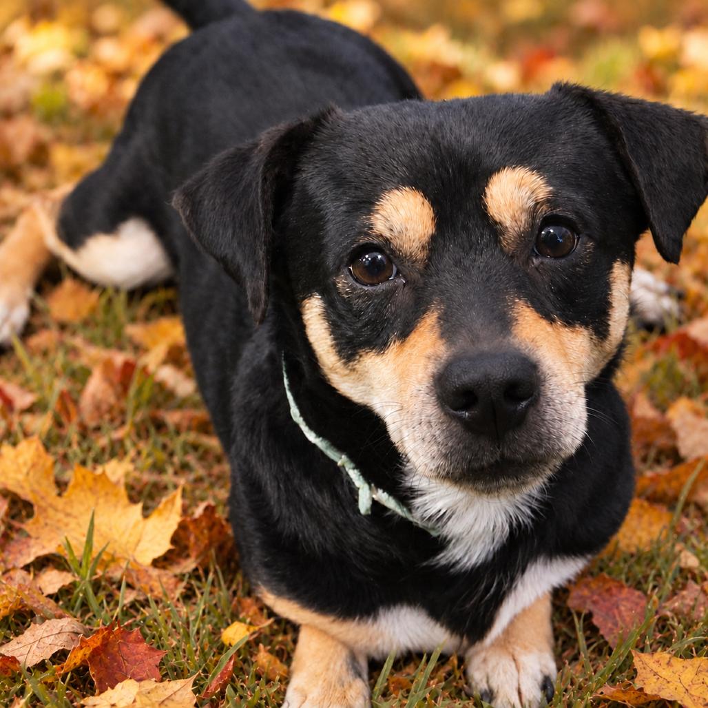 Enlarge Dusty, a Adoptable mixed breed in New Orleans, LA image 4/6