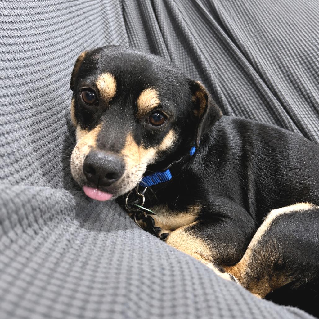 Enlarge Dusty, a Adoptable mixed breed in New Orleans, LA image 5/6