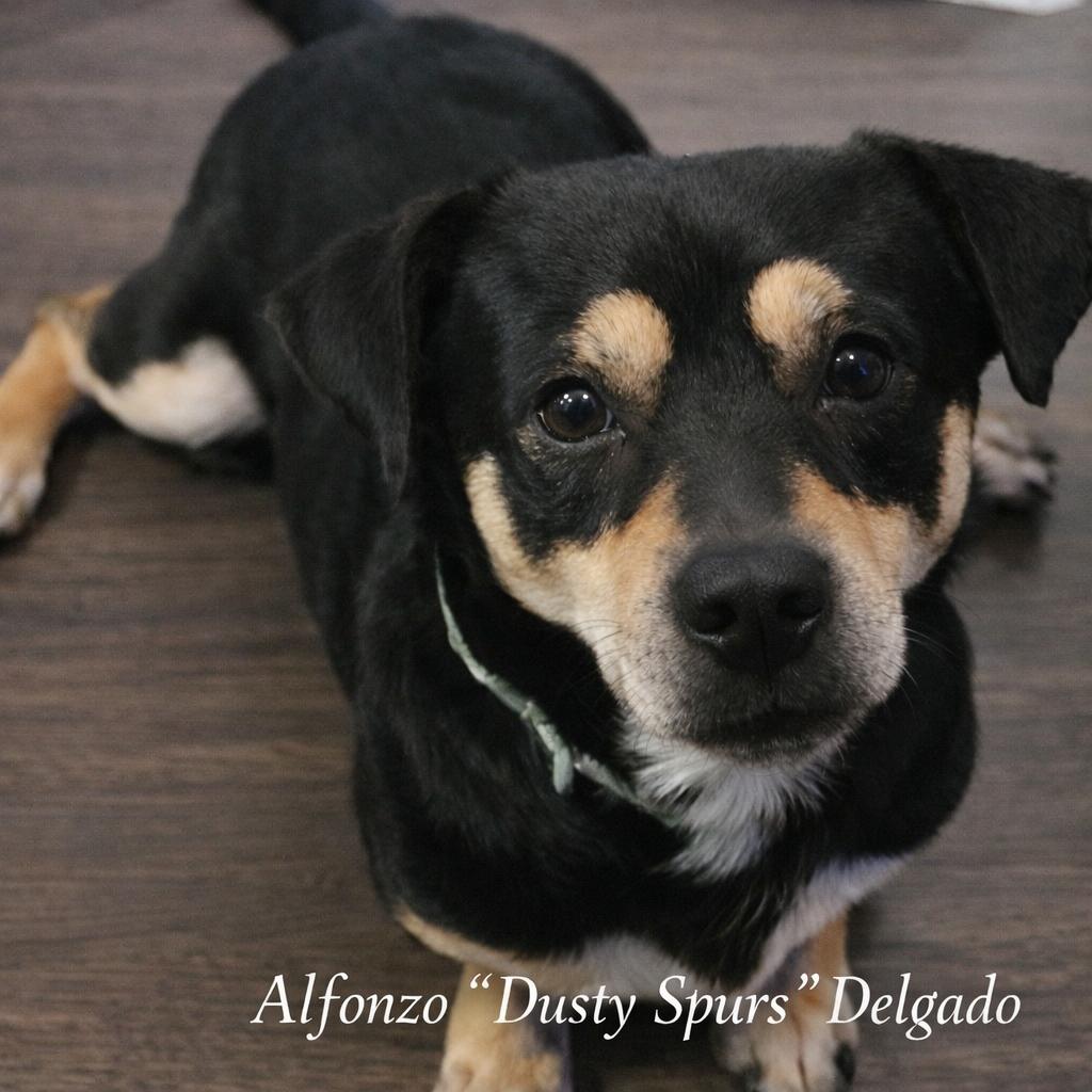 Enlarge Dusty, a Adoptable mixed breed in New Orleans, LA image 6/6