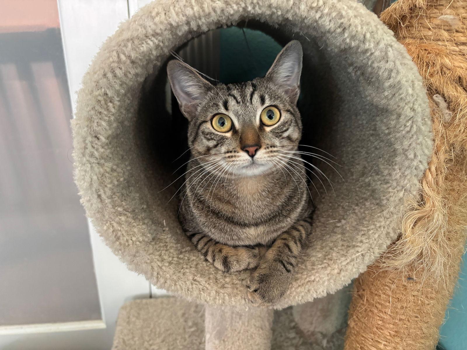 Luxa, Adoptable, Adult Male Tabby & Domestic Short Hair.