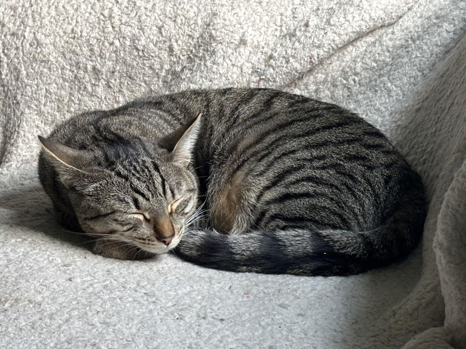 Luxa, a Adoptable mixed breed in Laguna Niguel, CA image 2/3