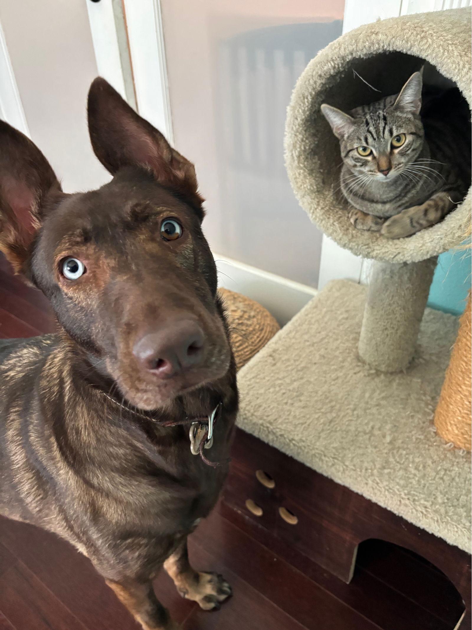 Luxa, a Adoptable mixed breed in Laguna Niguel, CA image 3/3