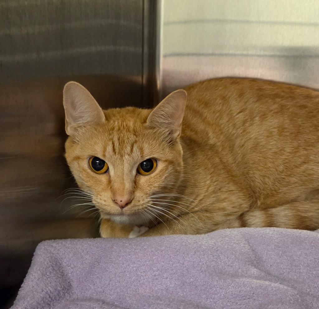 Taffy, Adoptable, Adult Female Domestic Short Hair.