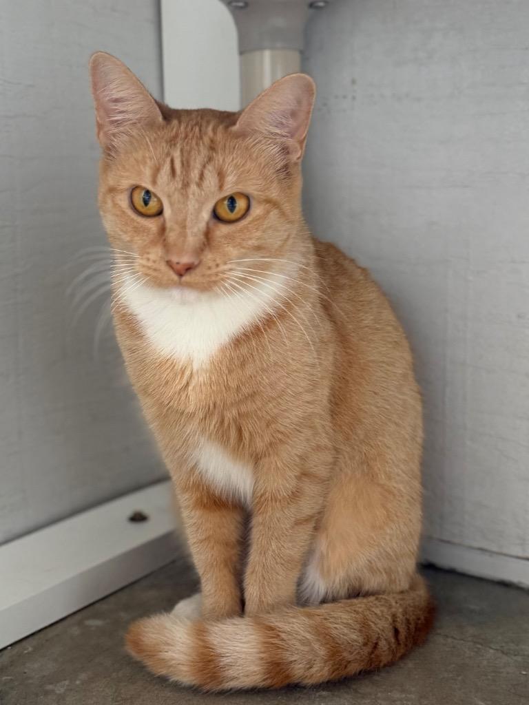 Enlarge Taffy, a Adoptable Domestic Short Hair in Ocala, FL image 2/3