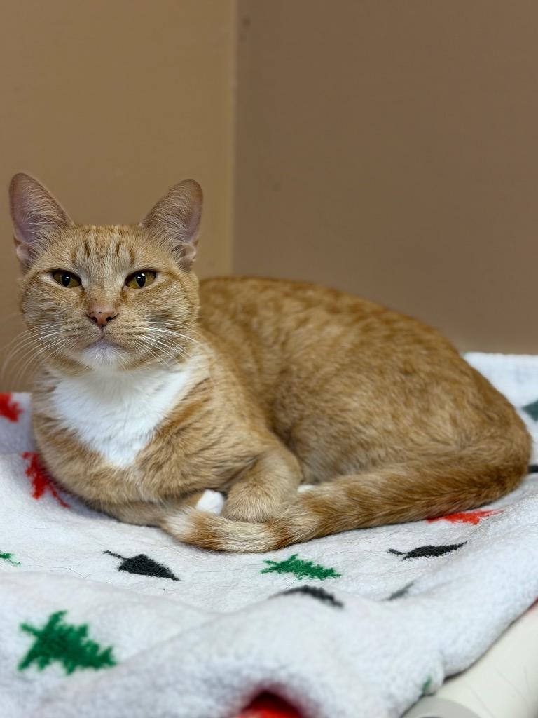 Enlarge Taffy, a Adoptable Domestic Short Hair in Ocala, FL image 3/3
