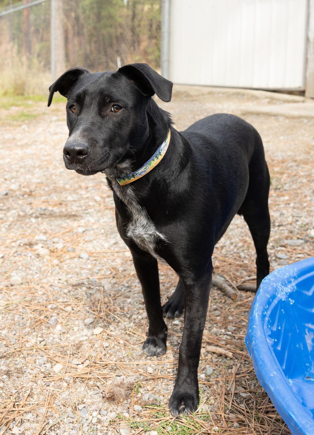 Enlarge Rosie, a Adoptable mixed breed in Libby, MT image 2/2