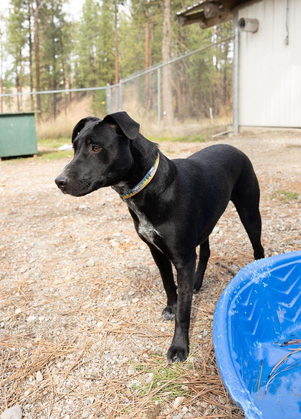 Rosie, Adoptable, Young Female Pit Bull Terrier & Black Labrador Retriever.