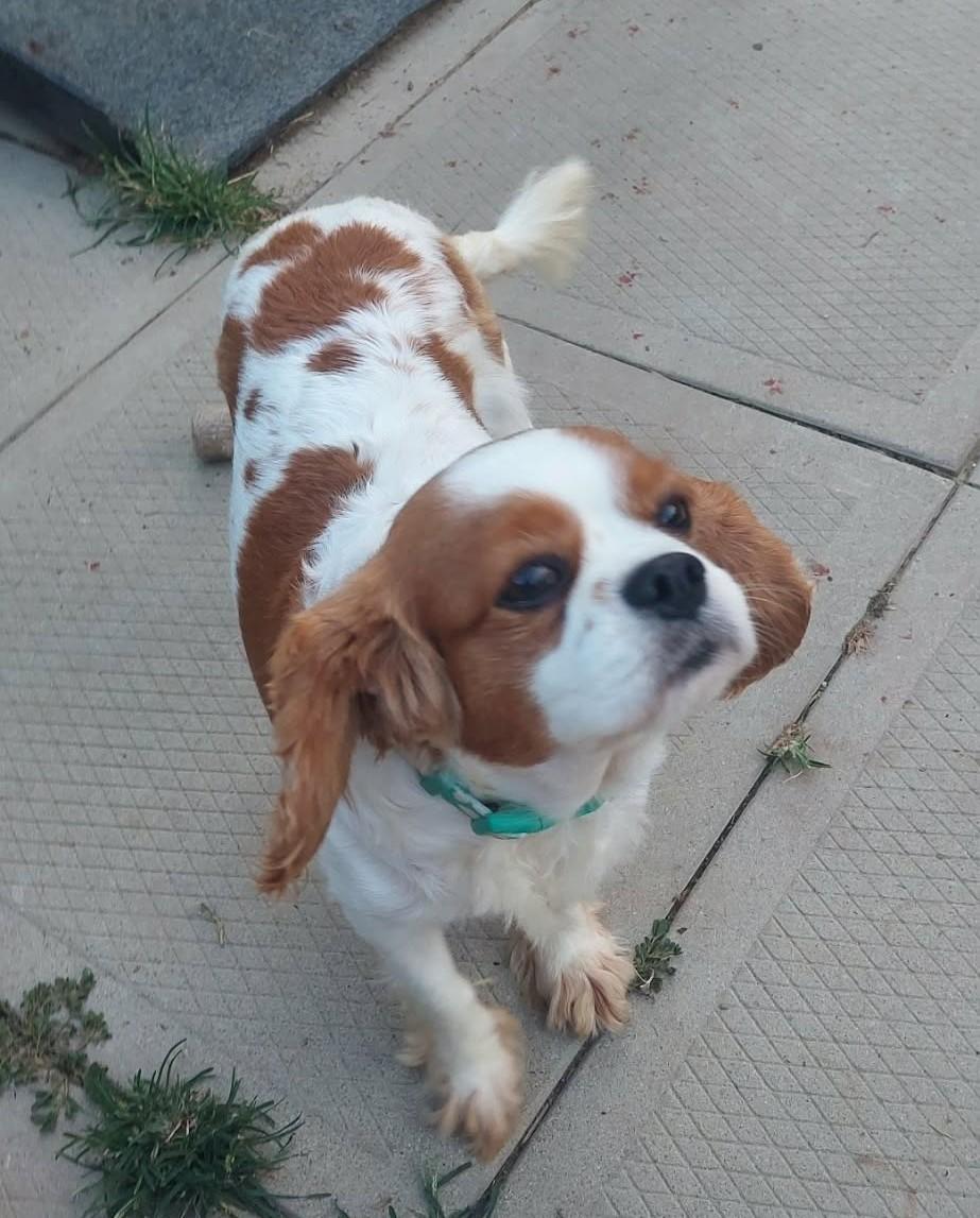 Enlarge Daisy, an adopted Cavalier King Charles Spaniel in Conesus, NY image 3/3