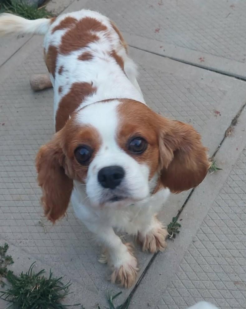 Enlarge Daisy, an adopted Cavalier King Charles Spaniel in Conesus, NY image 2/3
