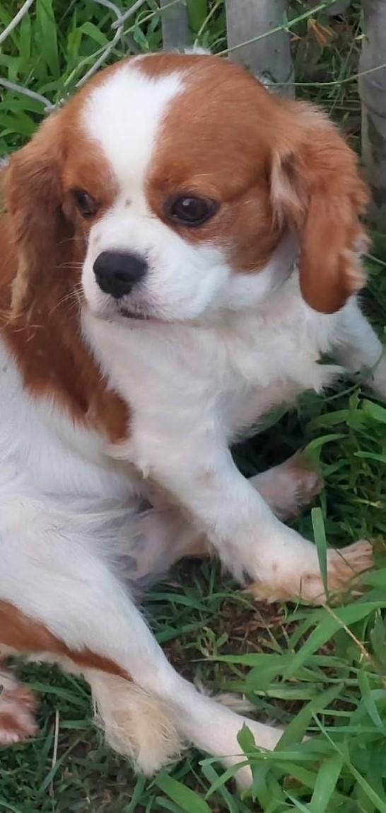 Daisy, adopted, Adult Female Cavalier King Charles Spaniel.