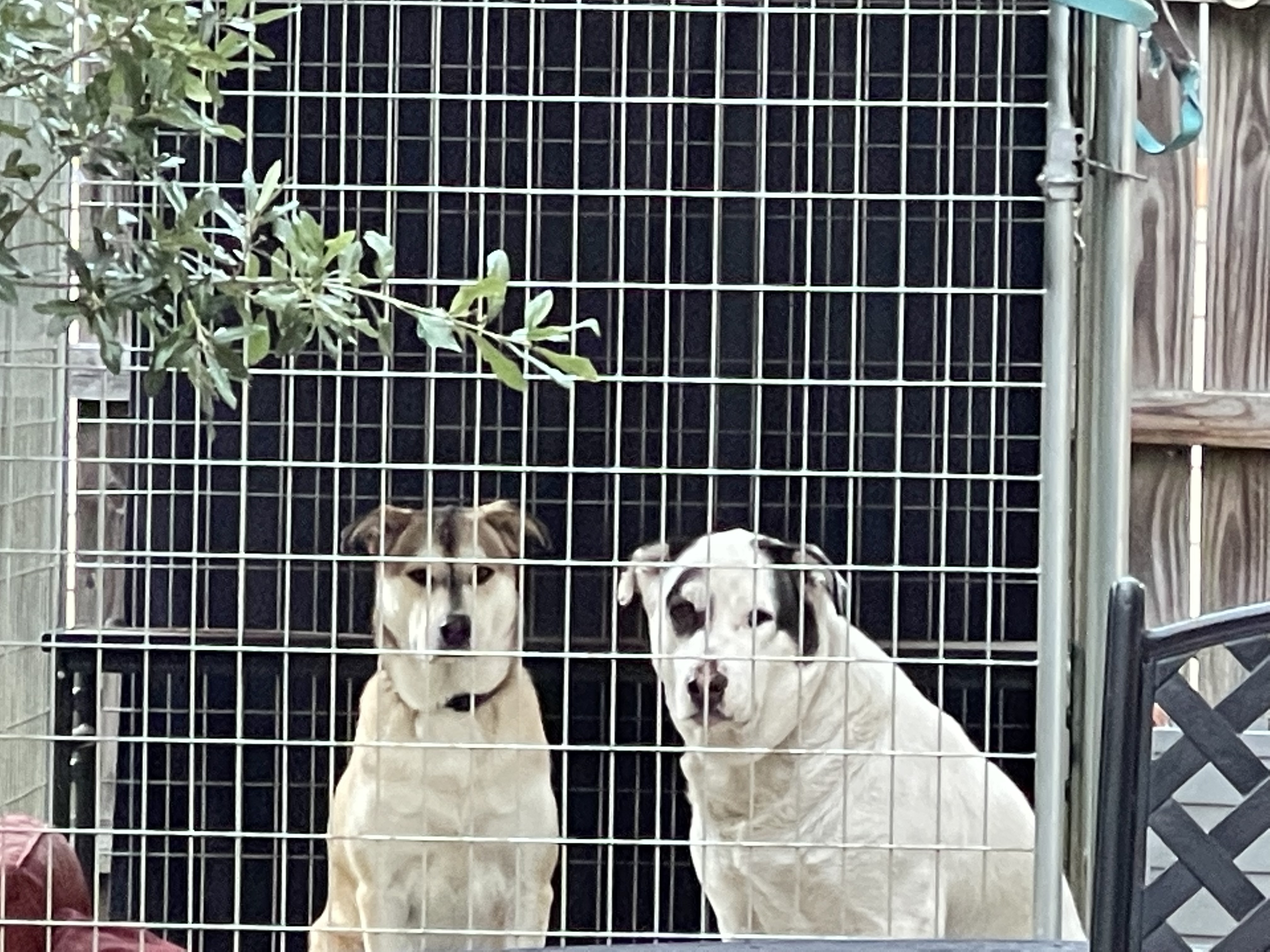 MOKO (bonded with Coco), Adoptable, Adult Male Labrador Retriever & Siberian Husky.