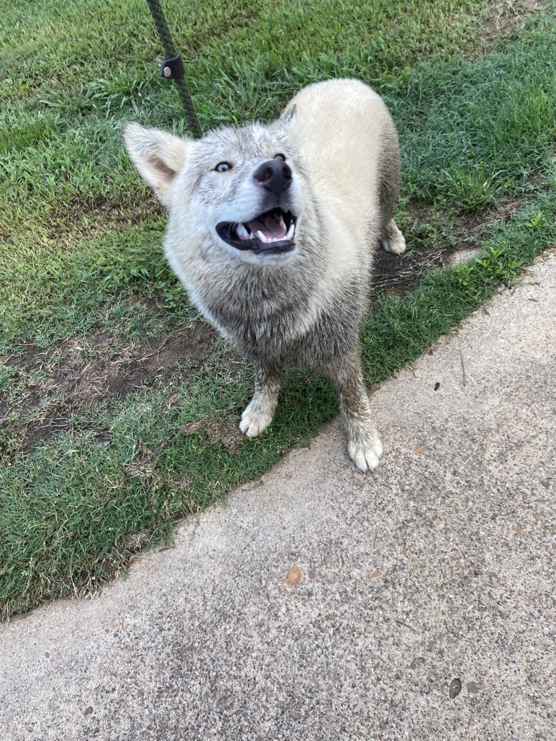 Jenna, Adopted, Young Female Akita & Husky.