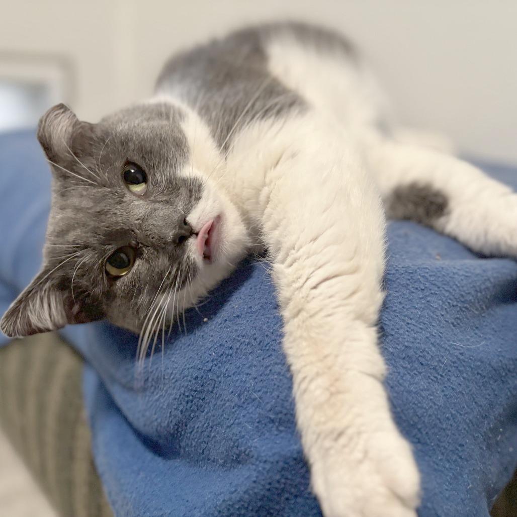 Enlarge Fazoli, a Adoptable Domestic Short Hair in Brighton, MO image 1/3