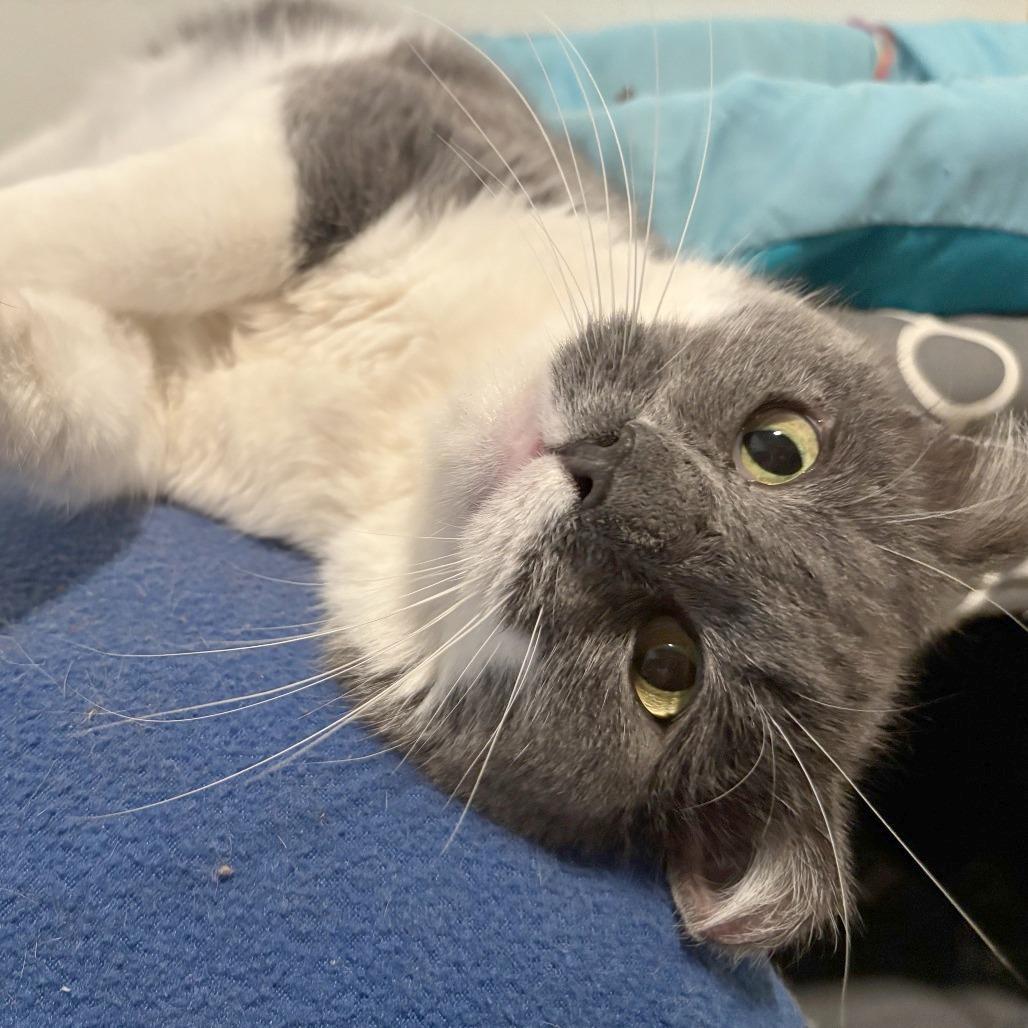 Enlarge Fazoli, a Adoptable Domestic Short Hair in Brighton, MO image 2/3