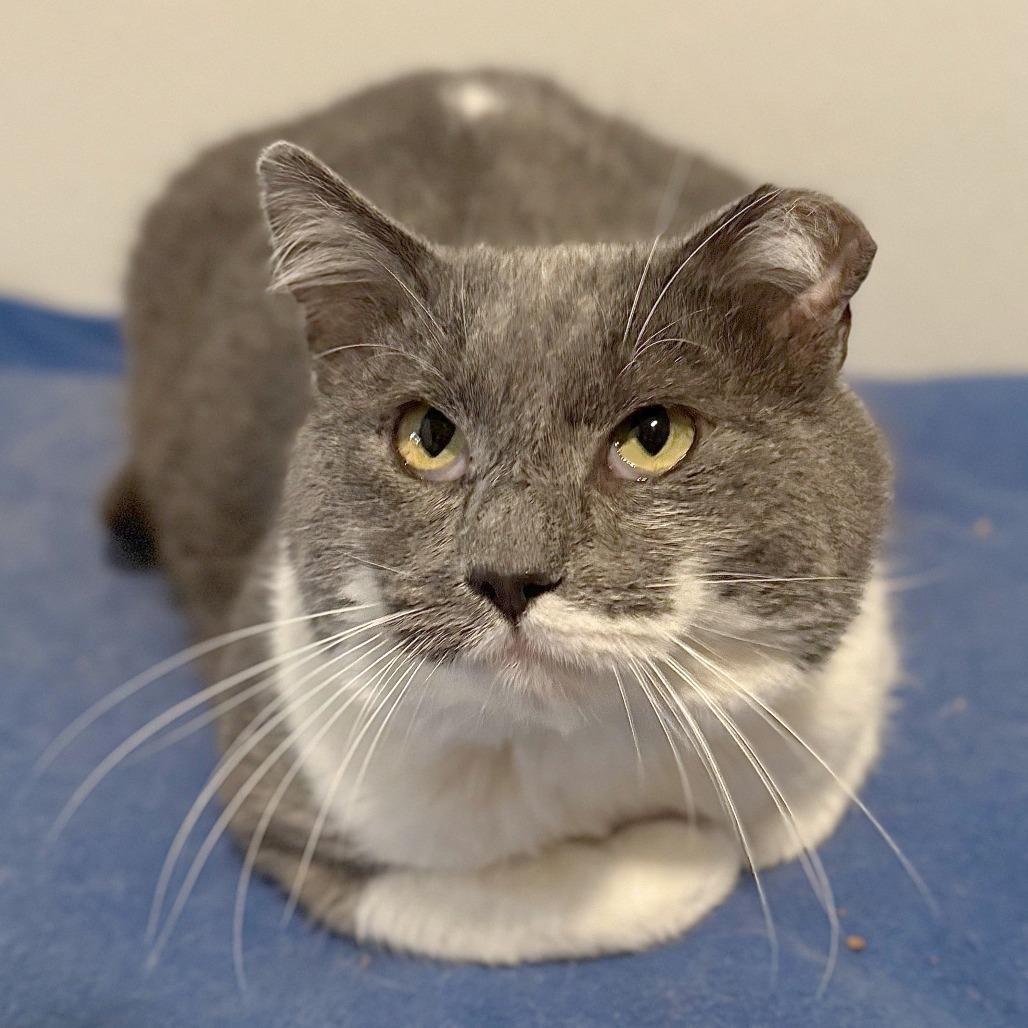 Enlarge Fazoli, a Adoptable Domestic Short Hair in Brighton, MO image 3/3