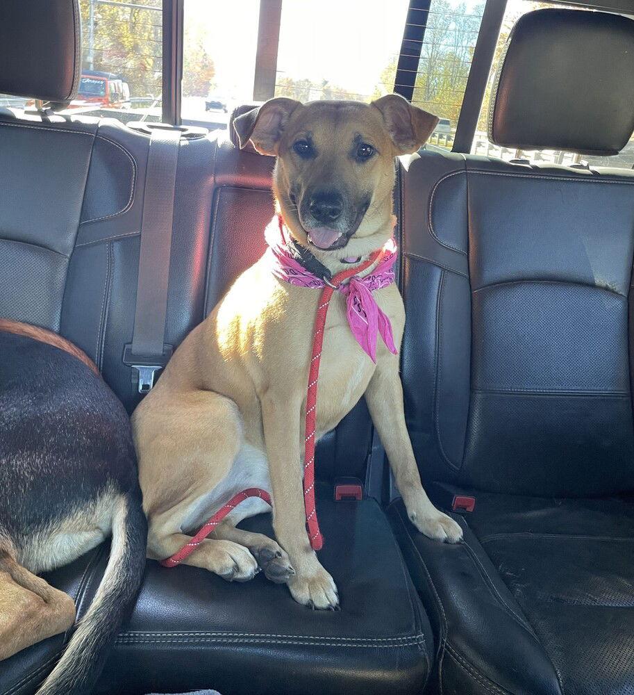 Daisy, Adoptable, Young Female Terrier.