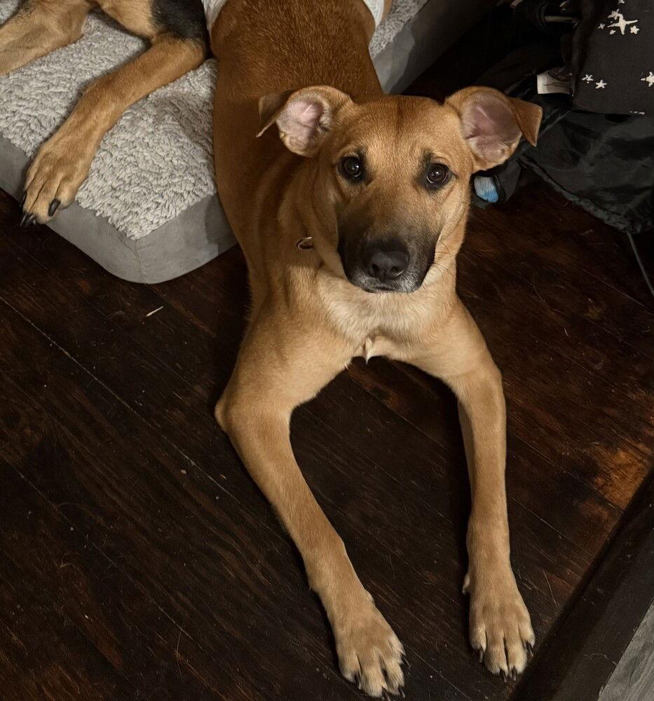 Enlarge Daisy, a Adoptable Terrier in Candler, NC image 2/3