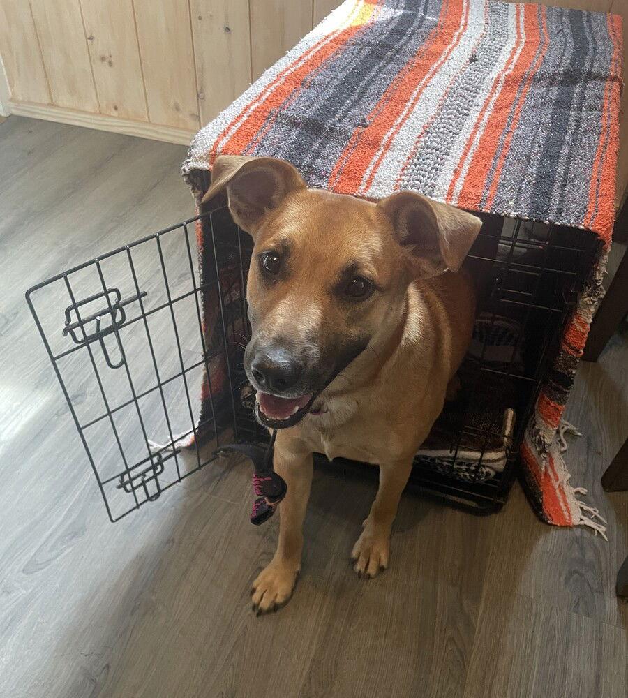 Enlarge Daisy, a Adoptable Terrier in Candler, NC image 3/3