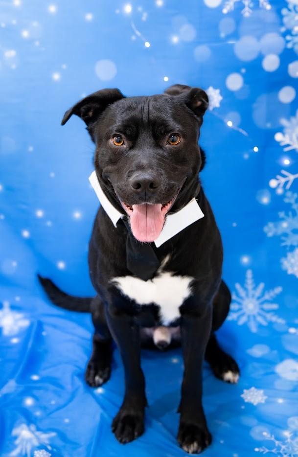 Cruise, Adoptable, Adult Male Mixed Breed.