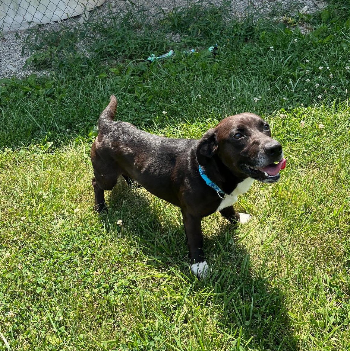 Enlarge Mikey - 100% Sponsored Adoption, a Adoptable mixed breed in West Jefferson, OH image 2/5