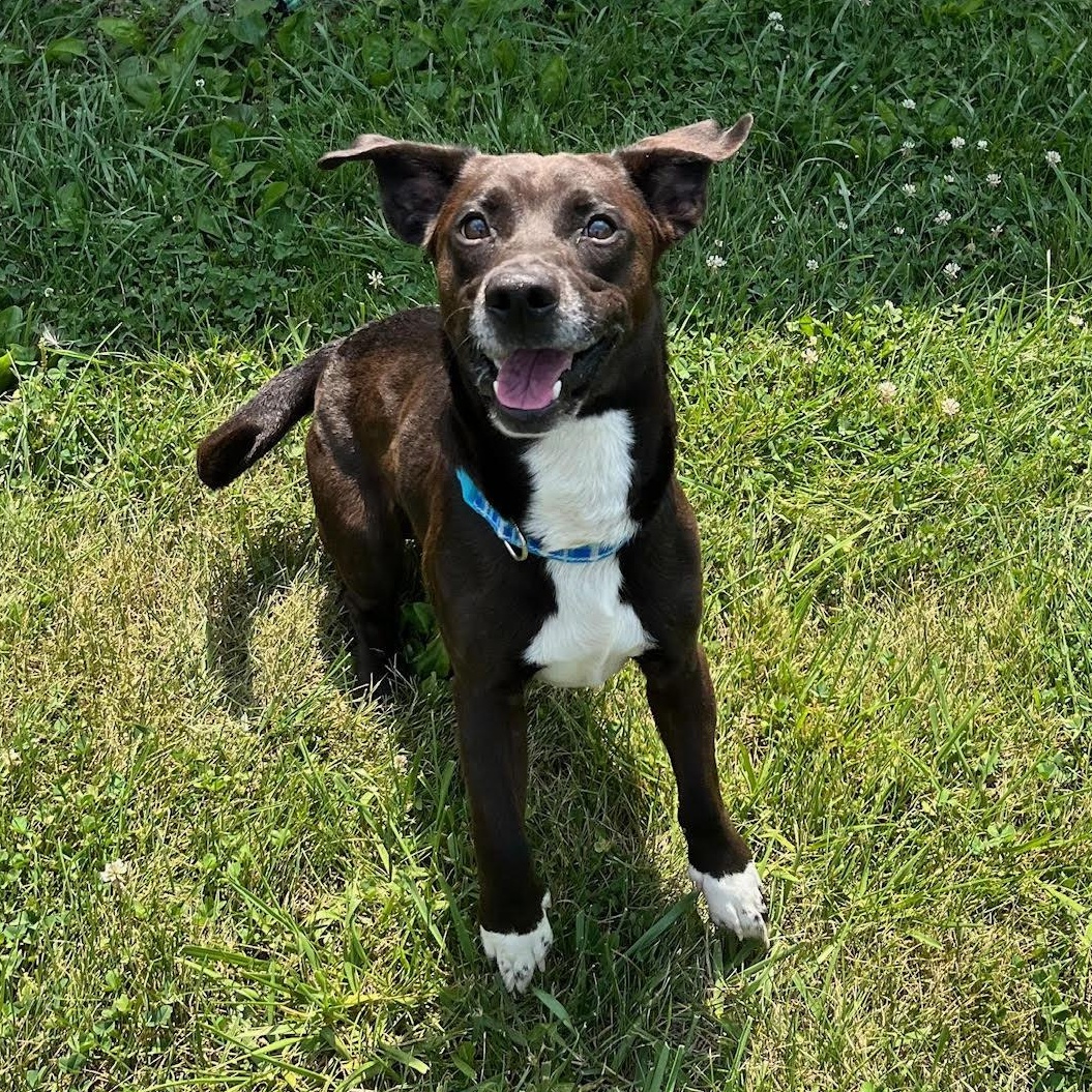 Enlarge Mikey - 100% Sponsored Adoption, a Adoptable mixed breed in West Jefferson, OH image 1/5