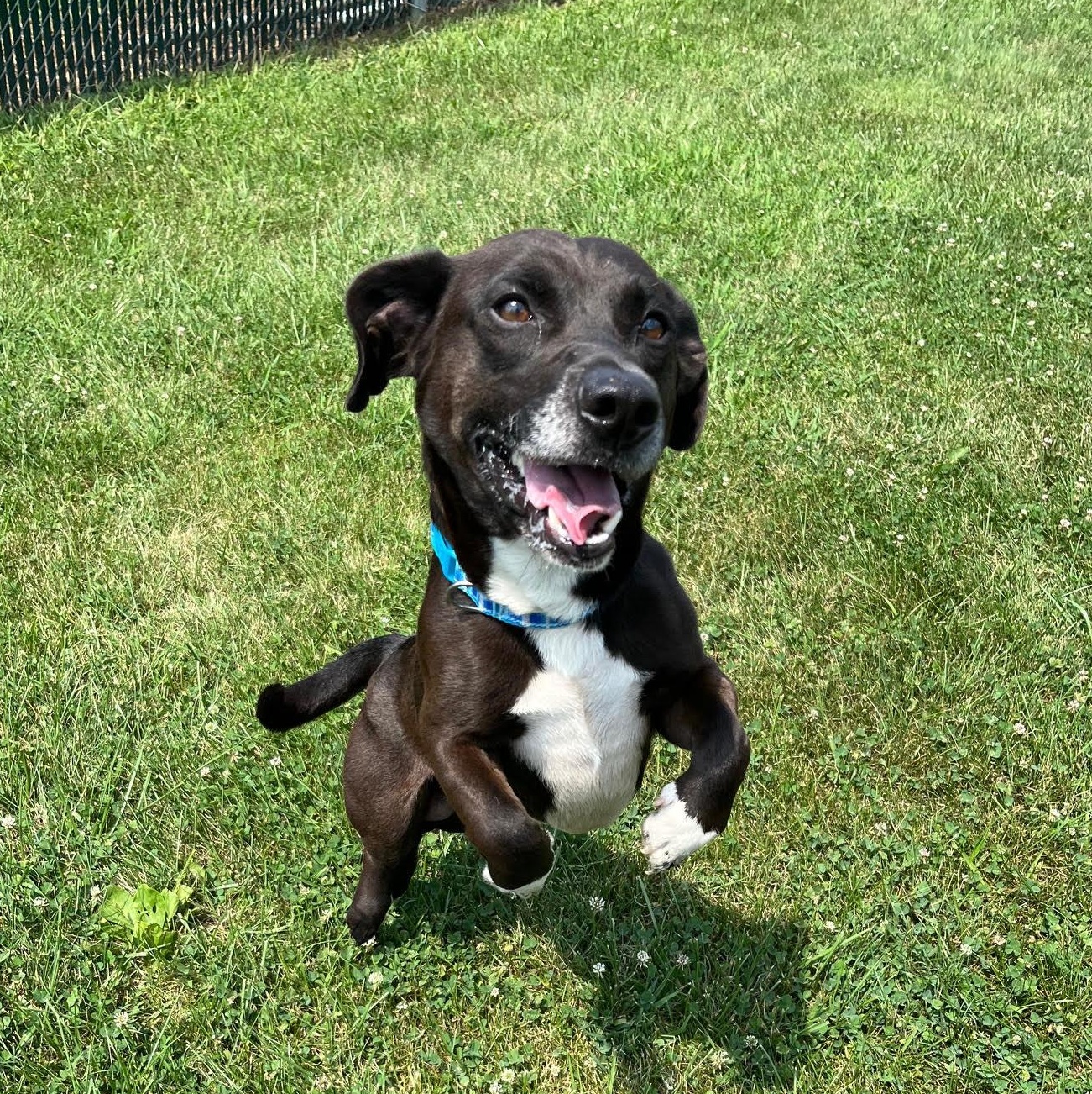 Enlarge Mikey - 100% Sponsored Adoption, a Adoptable mixed breed in West Jefferson, OH image 3/5