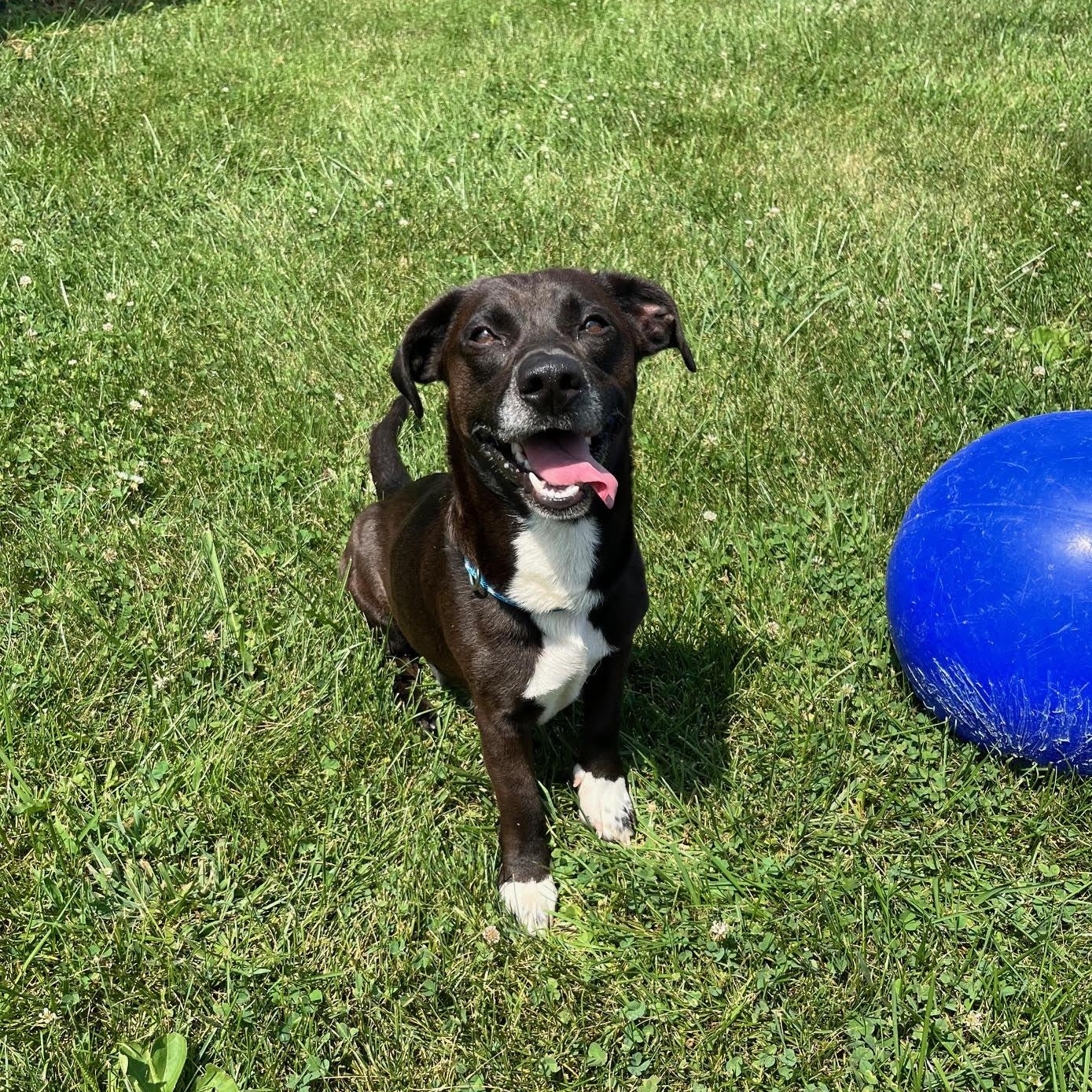 Enlarge Mikey - 100% Sponsored Adoption, a Adoptable mixed breed in West Jefferson, OH image 4/5