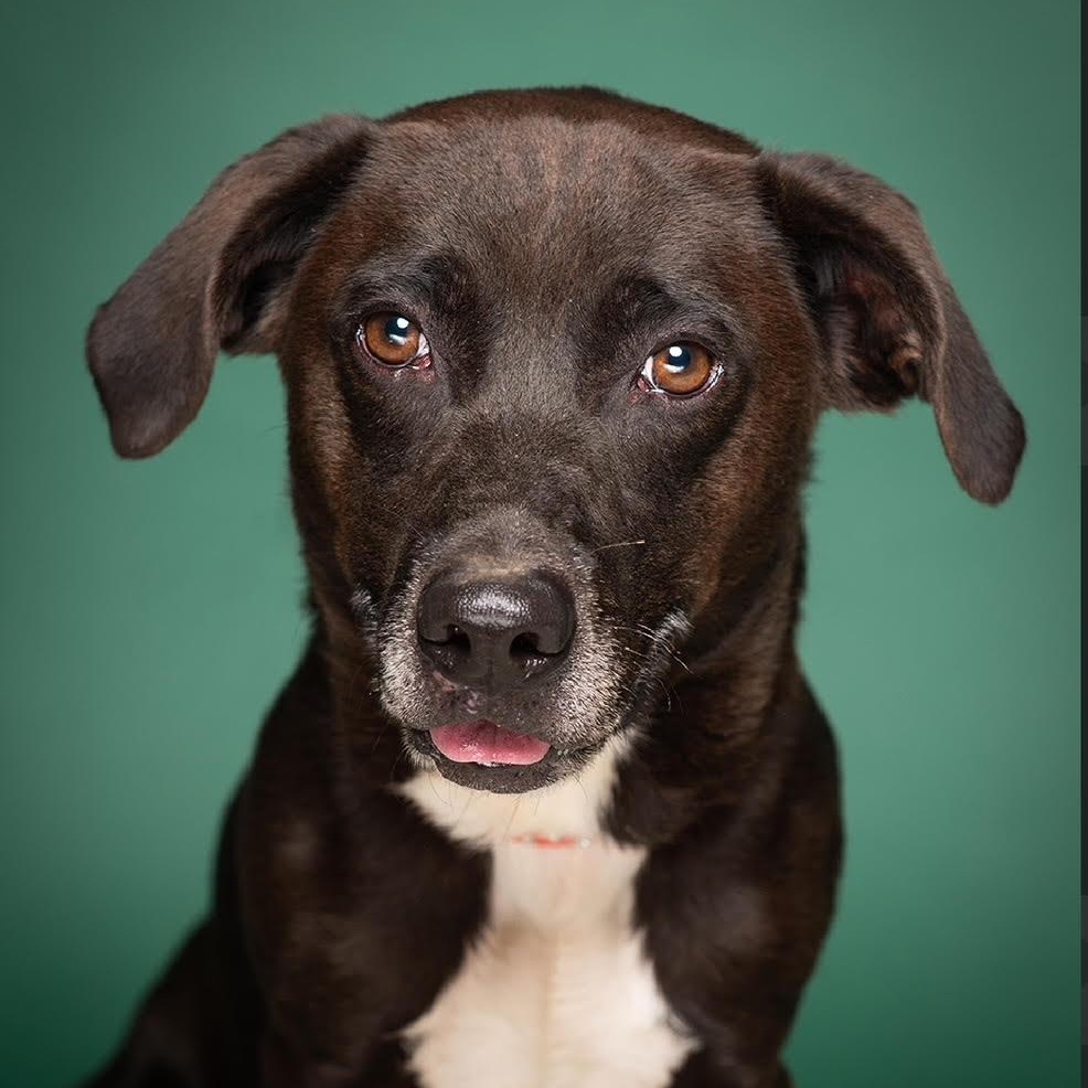 Enlarge Mikey - 100% Sponsored Adoption, a Adoptable mixed breed in West Jefferson, OH image 1/6
