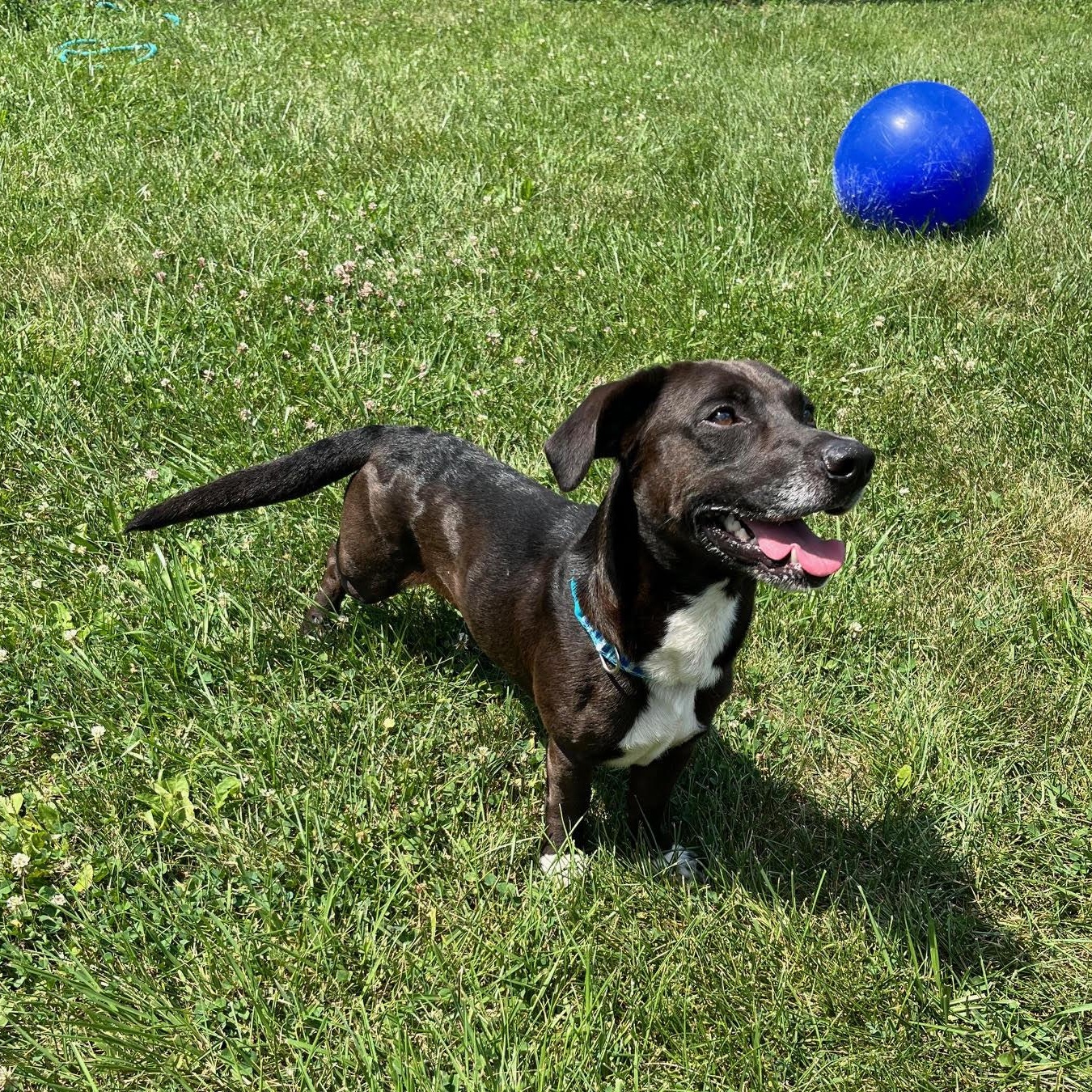 Enlarge Mikey - 100% Sponsored Adoption, a Adoptable mixed breed in West Jefferson, OH image 5/5
