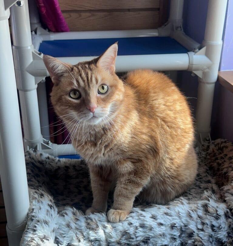 Enlarge Gus, a Adoptable Domestic Short Hair in Ann Arbor, MI image 1/1