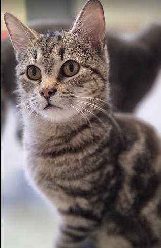 Lobo, ADOPTABLE, Young Male Domestic Short Hair.