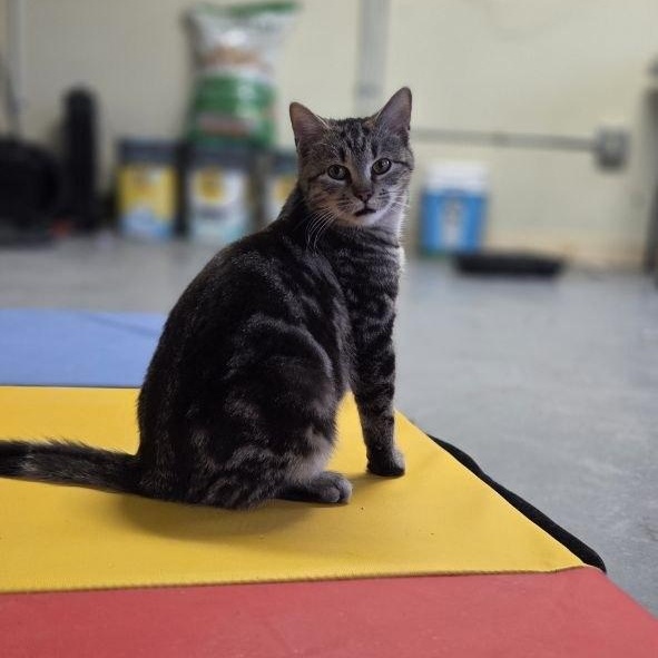 Enlarge Lobo, a ADOPTABLE Domestic Short Hair in Louisville, OH image 3/5