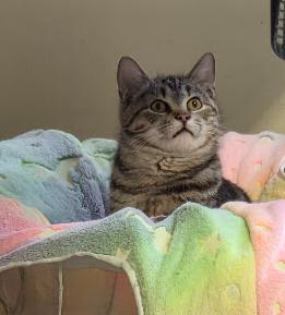 Enlarge Lobo, a ADOPTABLE Domestic Short Hair in Louisville, OH image 2/5