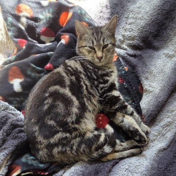 Enlarge Lobo, a ADOPTABLE Domestic Short Hair in Louisville, OH image 4/5