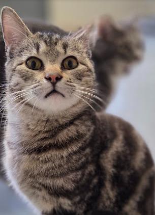 Enlarge Lobo, a ADOPTABLE Domestic Short Hair in Louisville, OH image 5/5