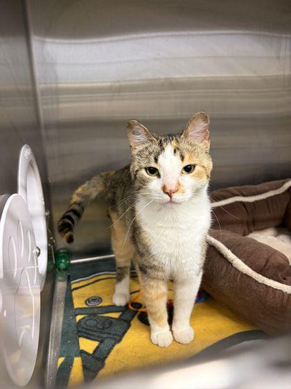Tiki, Adoptable, Adult Female Domestic Short Hair & Domestic Short Hair.
