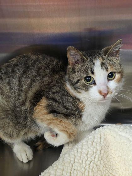 Enlarge Tiki, a Adoptable mixed breed in Shawano, WI image 2/2
