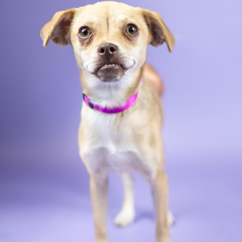 Drew, Adoptable, Young Female Chihuahua.