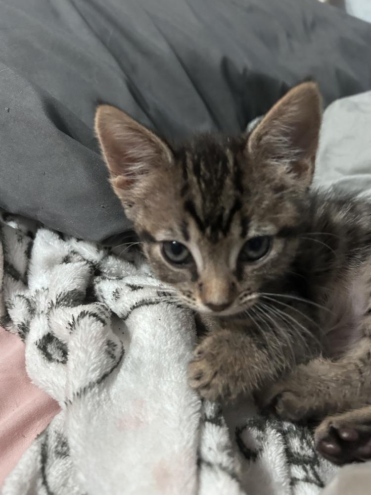 Enlarge Caida, a Adoptable Domestic Short Hair in Fern Park, FL image 1/5