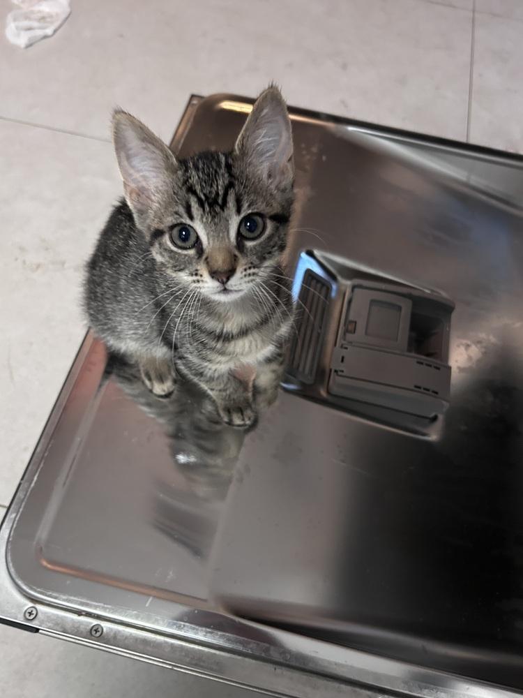 Enlarge Caida, a Adoptable Domestic Short Hair in Fern Park, FL image 2/5