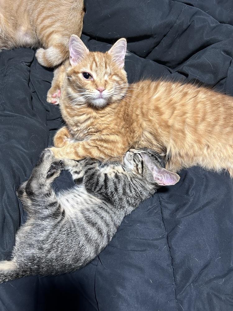 Enlarge Caida, a Adoptable Domestic Short Hair in Fern Park, FL image 3/5