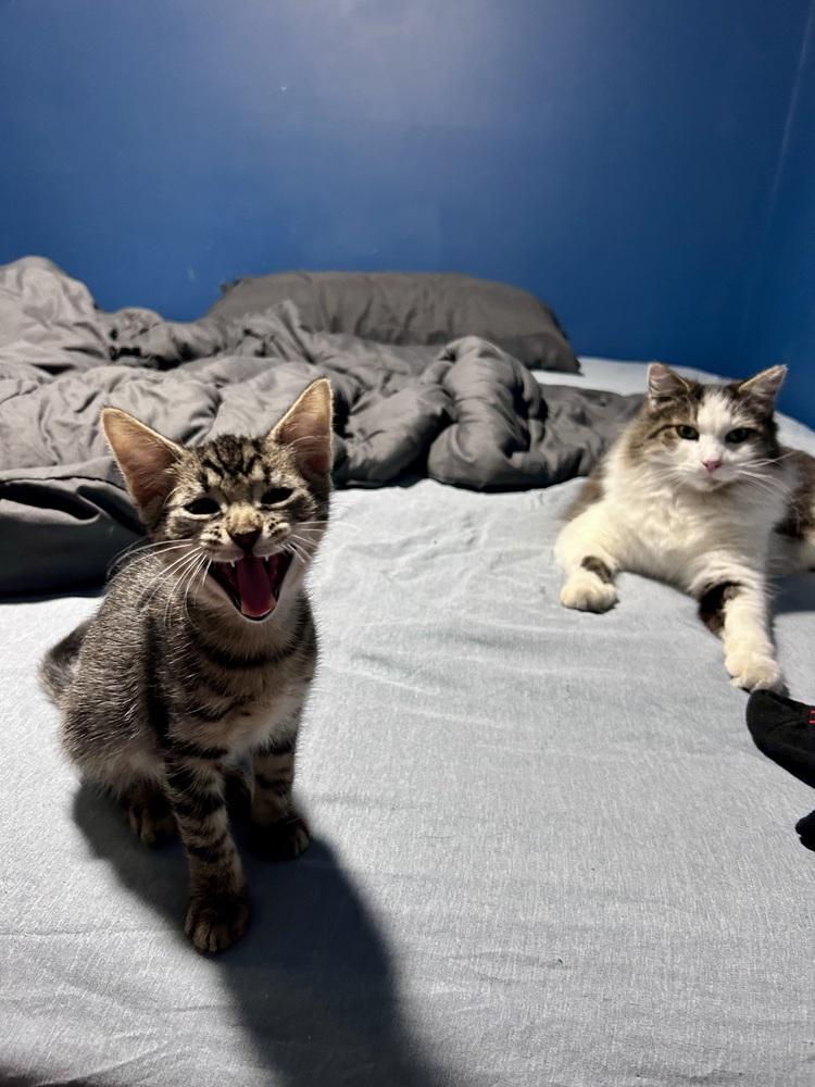 Enlarge Caida, a Adoptable Domestic Short Hair in Fern Park, FL image 4/5
