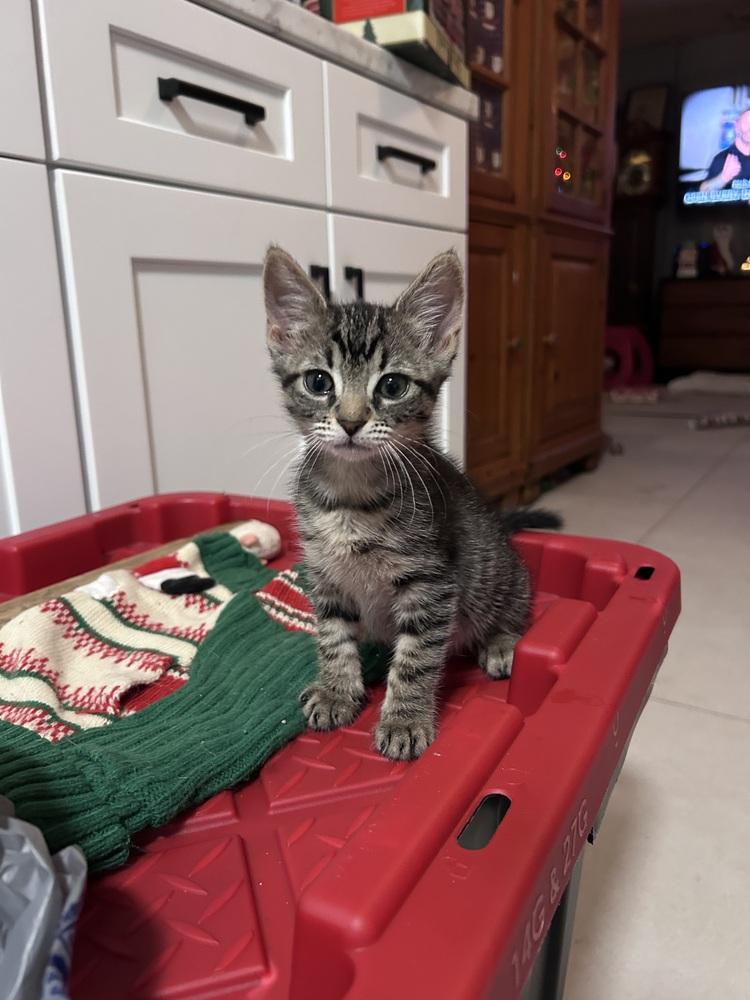 Enlarge Caida, a Adoptable Domestic Short Hair in Fern Park, FL image 5/5