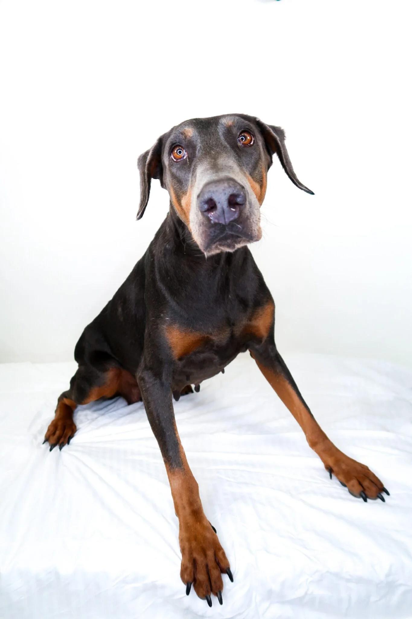 Enlarge Karma, a Adoptable Doberman Pinscher in Bixby, OK image 3/3