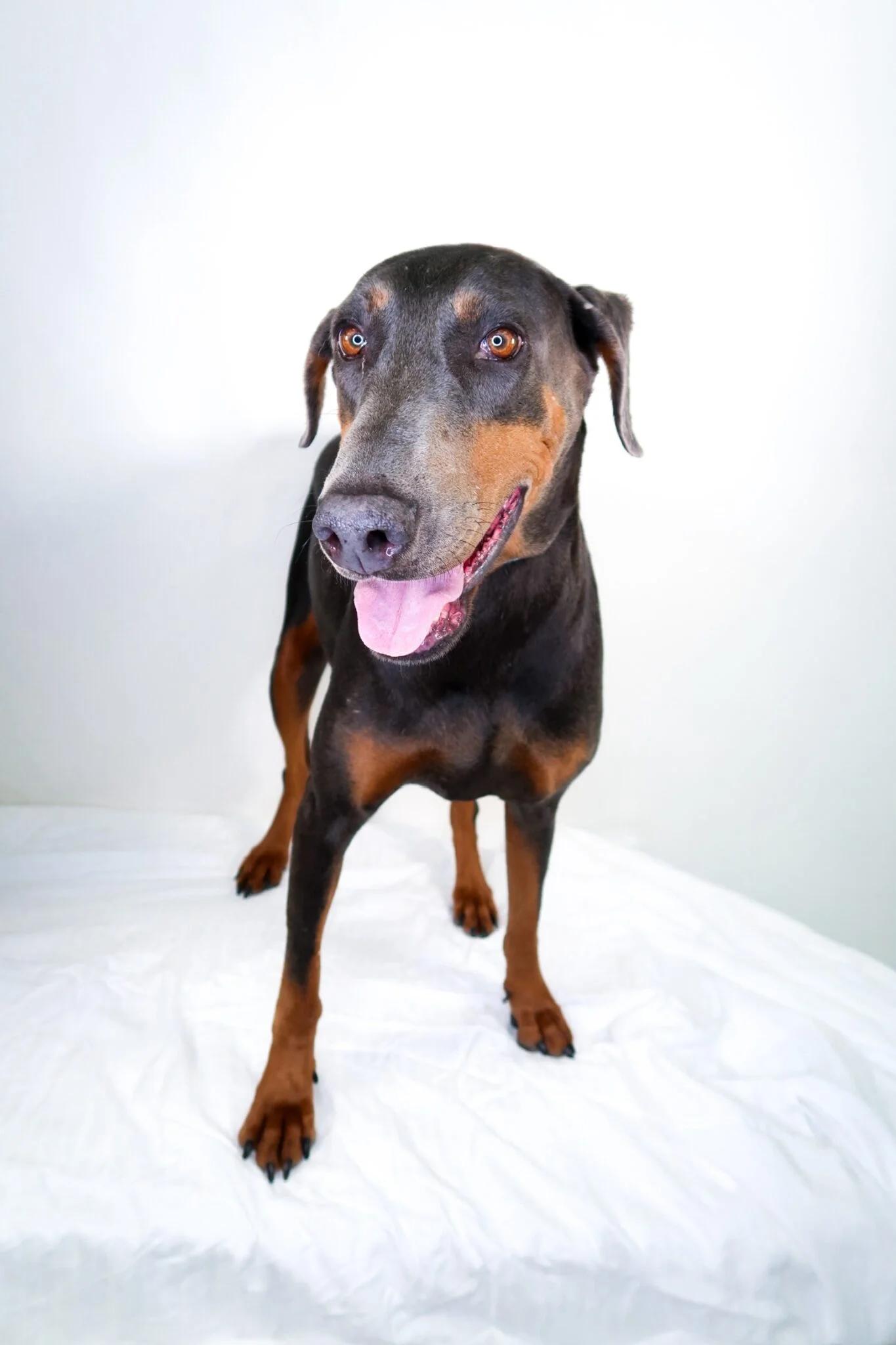 Enlarge Karma, a Adoptable Doberman Pinscher in Bixby, OK image 2/3