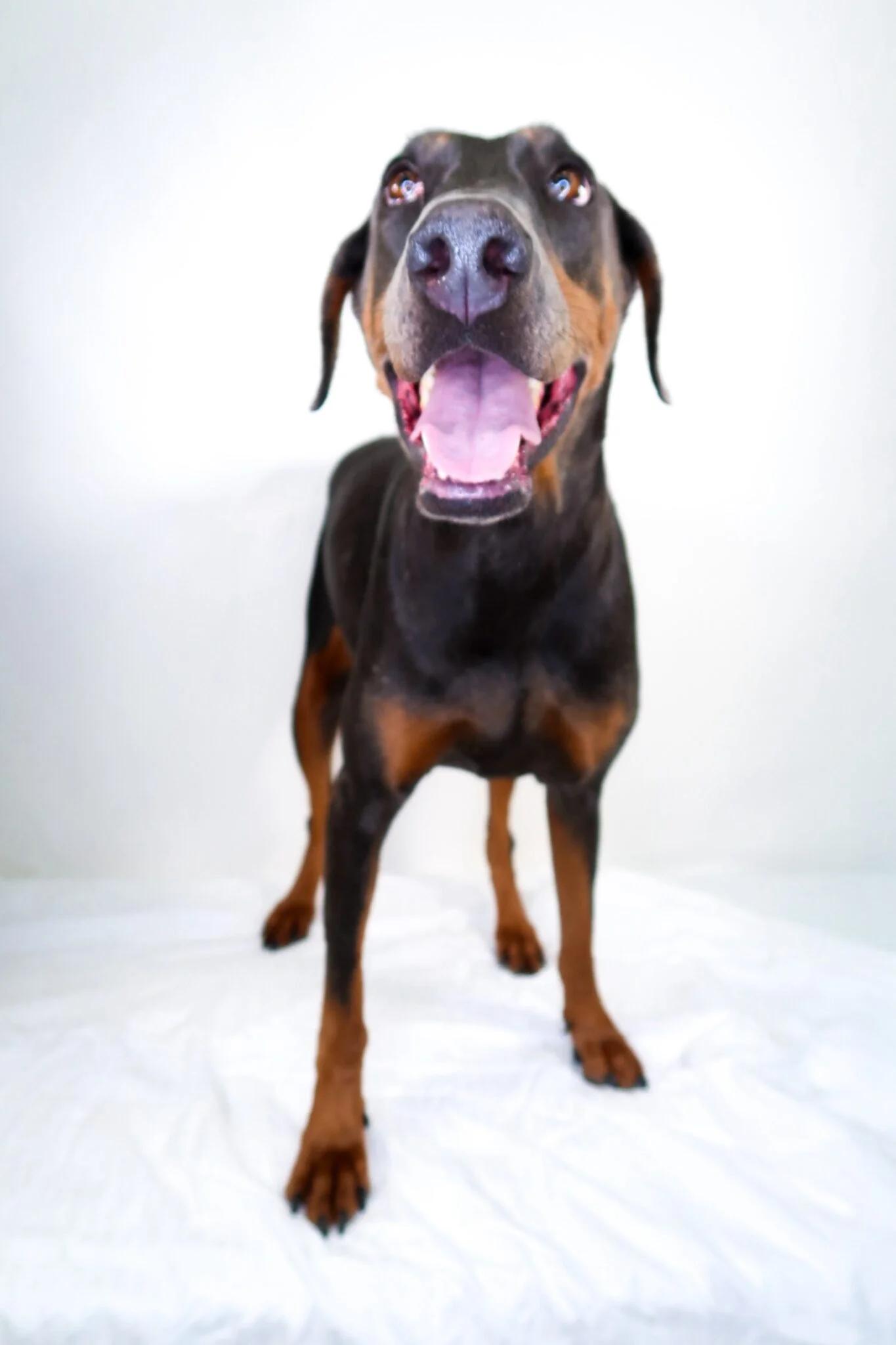 Enlarge Karma, a Adoptable Doberman Pinscher in Bixby, OK image 1/3